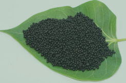 Organic Fertilizer NPK