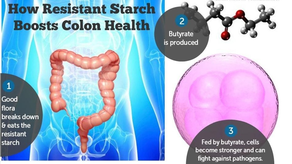 Resistant Starch - Gastrointestinal Society