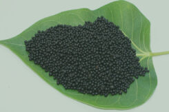 Organic Fertilizer NPK