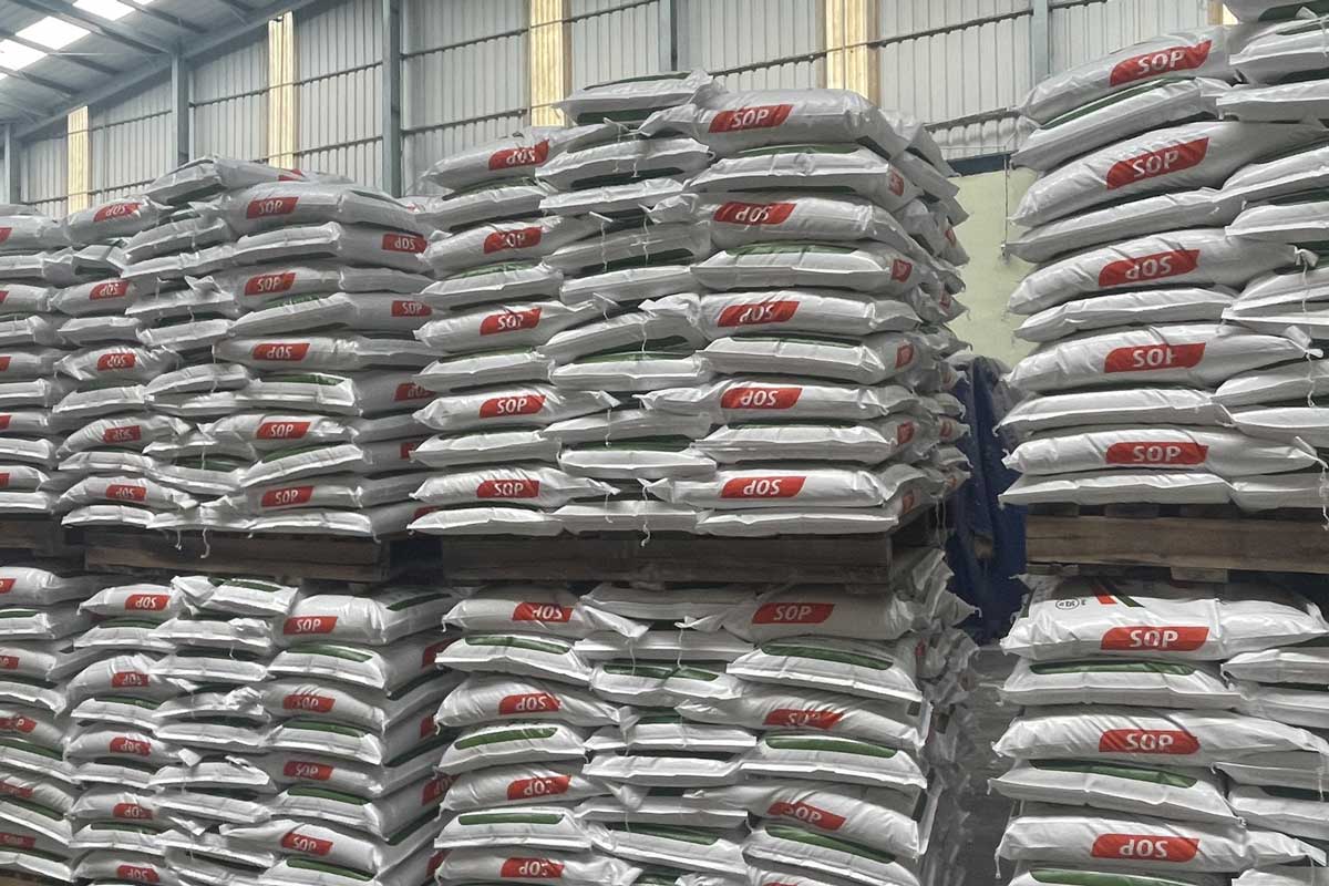 Golinse SOP fertilizer made in Vietnam.